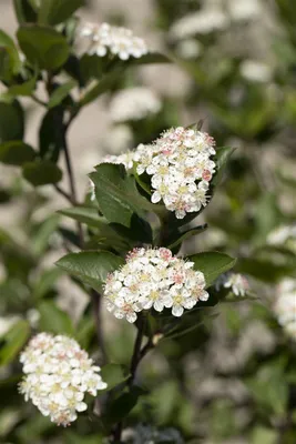 Produktbild von Aronia melanocarpa 'Hugin', Schwarze Apfelbeere, schwarz, 80–100 cm