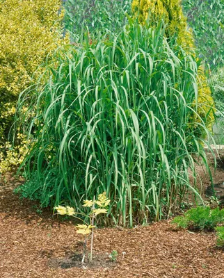 Produktbild von Miscanthus giganteus 'Aksel Olsen', Chinaschilf, 3-5 Liter Container