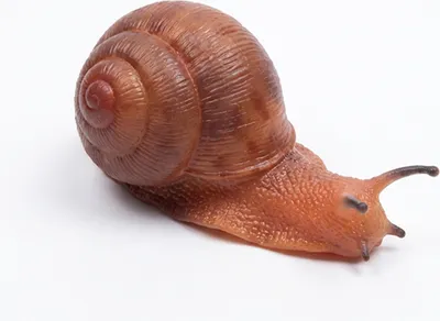 Produktbild von Gummi-Schnecke 13 cm