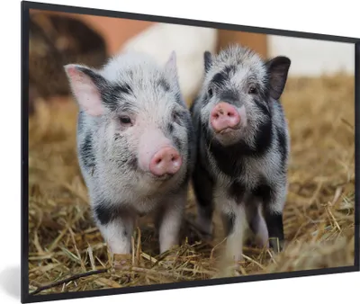Produktbild von MuchoWow® Gerahmtes Poster Schwein - Tiere - Ferkel 90x60 cm - Poster mit Schwarzem Bilderrahmen Wandposter Rahmen Foto Bilder - Fotorahmen - Foto-Plakat