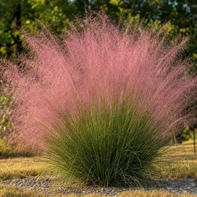 Produktbild von Stauden Gänge 3 x Muhlenbergia capillaris im 1 Liter Topf - Rosa Haargras - Rosa Wolken, die den Garten verzaubern - Blickfang - Winterhart