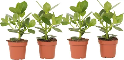 Zdjęcie produktu dla Kluzja - 4 szt - Clusia rosea 'Princess' - Wysokość 25-35cm - ⌀12cm