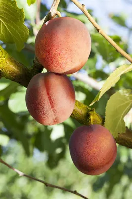 Produktbild von Prunus domestica 'Königin Viktoria', Pflaume, 40 cm Stammhöhe