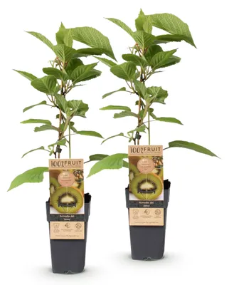Image de Green boutiQ - Arbre fruitier - Actinidia deliciosa Jenny - Kiwi - Autofertile - Fruit vert - 2 plants - Pot de 15 cm - Hauteur 50 cm