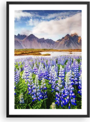 Produktbild von Gerahmtes Poster - Schwarzer Rahmen - Berge Wiese Blumen - 50x70 cm - Wand Bild - Wanddeko - Wandbilder - Kunstposter - Wandposter - Bilderrahmen - Bilder - Kunstdruck - Wandbild - P2BPA50x70-4114
