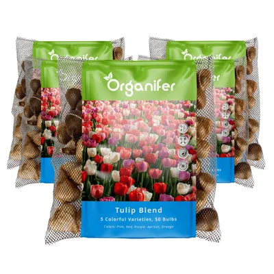 Obrázok produktu pre 250 cibuliek tulipánov - 5 farebných odrôd (XXL veľkosť cibuliek 12 cm/+)