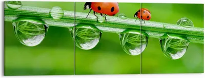Produktbild von Bild auf Leinwand - Leinwandbild - Marienkäfer Wasser Grün Umwelt - 150x50cm - Wand Bild - Wanddeko - Leinwanddruck - Bilder - Kunstdruck - Wanddekoration - Leinwand bilder - Wandkunst - CA150x50-2661