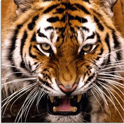 Produktbild von ARTland Glasbild Tiger Kopf Größe: 40x40 cm