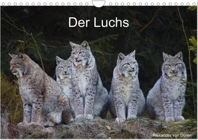 Produktbild von Der Luchs (Wandkalender 2026 DIN A4 quer), CALVENDO Monatskalender