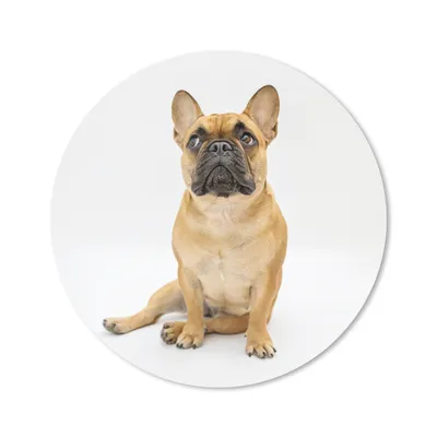 Produktbild von MuchoWow® Mauspad Mousepad Französische Bulldogge - Weiß - Braun 20x20 cm - Mousepads - Maus Mat - Pad - Mausunterlage - Schreibtischmatte