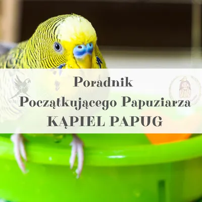 Zdjęcie produktu dla Poradnik ParrotPlanet - CZAS NA KĄPIEL - Poradnik Początkującego  Papuziarza
