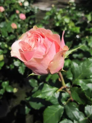 Produktbild von Rosa Amorosa ® - Edelrose Amorosa - Kordes Rose
