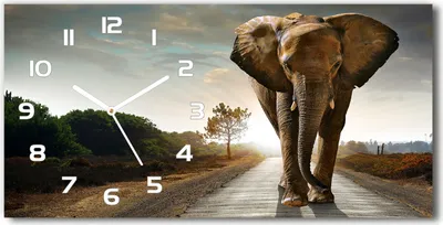 Produktbild von Wanduhr aus Glas – 60x30 cm - Glasbild - Glasuhr - Gehärtetes Glas - weisse-zeiger - schlendern Elefant