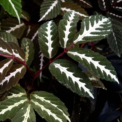 Zdjęcie produktu dla Leea amabilis – 1 wykiełkowane nasiono