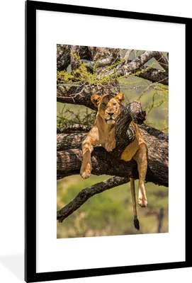 Produktbild von MuchoWow® MuchoWow® Gerahmtes Poster Löwe - Baum - Braun 60x90 cm - Poster mit zchwarzem Bilderrahmen - Dekoration - Wandposter Wohnzimmer - Hochwertig