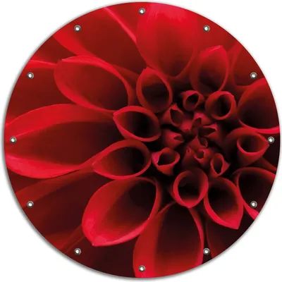 Produktbild von Wallario rundes Outdoor-Poster für Garten oder Balkon, Motiv Rote Dahlienblüte in Nahaufnahme, 90 cm Durchmesser