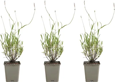 Zdjęcie produktu dla Bloomique - Zestaw 3 sztuk - Lavandula Munstead - Lawenda wąskolistna - Odporna na mróz - Pachnąca - Bylina - Wysokość 10-20 cm - Doniczka 9 cm