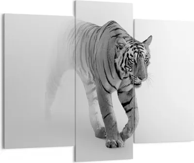 Produktbild von Bild auf Leinwand - Leinwandbild - 3 Teile - Tiger Monochrom Porträt - 130x100cm - Wand Bild - Wanddeko - Wandbilder - Leinwanddruck - Bilder - Wanddekoration - Leinwand bilder - CB130x100-4626