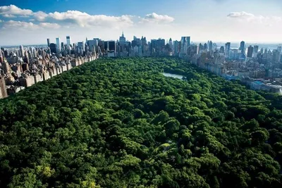 Obrázek produktu pro New York Central Park – 61 x 91,5 cm – plakát