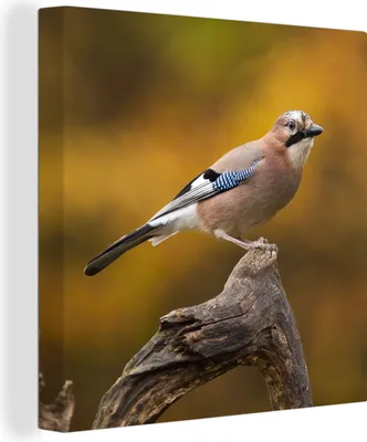Zdjęcie produktu dla MuchoWow® - Obraz na płótnie - Ptak - Gałąź - Sójka, fototapeta, dekoracja ścienna, obrazy do salonu, 90x90cm
