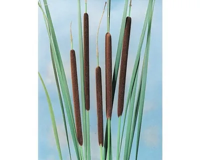 Produktbild von Schmalblätriger Rohrkolben FloraSelf Typha angustifolia H 10-120 cm Co 0,6 L