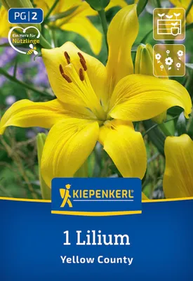 Produktbild von Kiepenkerl Asiatische Lilie Yellow County Lilium x Hybrida 1 Pflanze