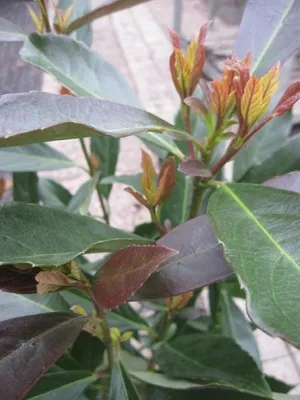 Produktbild von Duftender Schneeball Coppertop ® - Viburnum odoratissimum Coppertop ® - 40-60cm