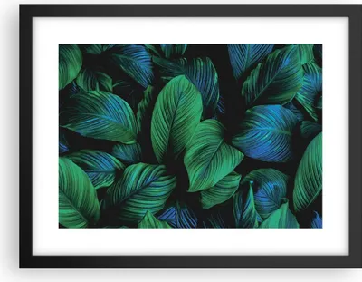 Produktbild von Gerahmtes Poster - Schwarzer Rahmen - Blätter Pflanzen Exotik - 40x30 cm - Wand Bild - Wanddeko - Wandbilder - Kunstposter - Wandposter - Bilderrahmen - Bilder - Kunstdruck - P2BAA40x30-5066