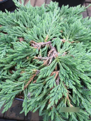 Produktbild von Juniperus horizontalis Pancake - Teppichwacholder Pancake - 25-30