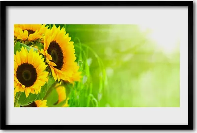 Produktbild von Bild 60x40 MDF-Rahmen Wandkunst Pflanze Sonnenblumen