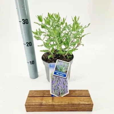 Produktbild von Perovskia atriplicifolia 'Blue Spire' - Blauraute | 30-40 cm im Topf