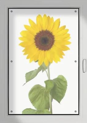 Produktbild von Wallario Lichtschutzbild, Dekorativer Sichtschutz Sonnenschutz 76 x 115 cm mit Motiv: Sonnenblume - Verdunklung ohne Bohren