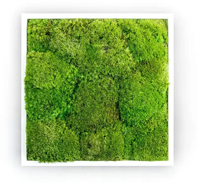 Produktbild von Gardners Wandbild aus Moos, 50x50 cm, mit Hügelmoos, weiß
