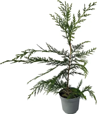 Produktbild von Leyland - Zypresse Cupressocyparis leylandii - Immergrüne Heckenpflanze - 8