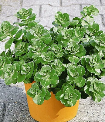 Produktbild von BALDUR Garten 3x Coleus Canin 'Verpiss-Dich®'-Pflanze, Pflanzen im 9x9 cm-Topf, vertreibt Katzen und Hunde aus Ihrem Garten, unangenehmer Geruch nur bei Reibung, ideal für Gartenbeete und Töpfe