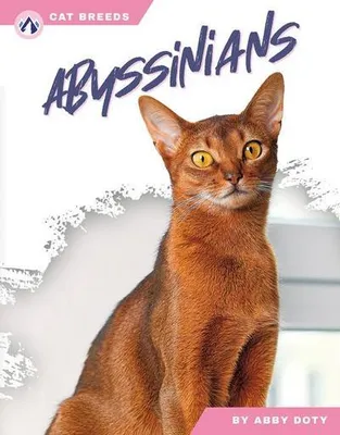 Obrázok produktu pre abysínske mačky
