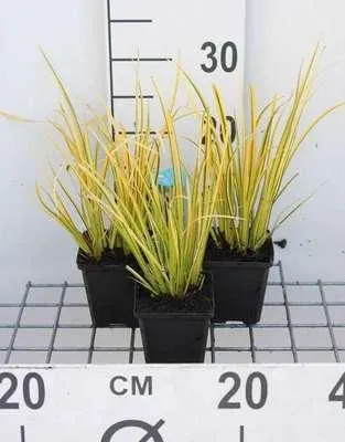 Zdjęcie produktu dla 6 x Acorus gram. 'Ogon' - Golden Calamus - doniczka 9 x 9 cm