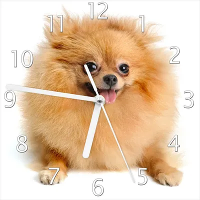 Produktbild von Wallario Design Wanduhr Lustiger niedlicher Spitz aus Echtglas, Größe 20 x 20 cm