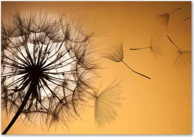 Produktbild von Tulup® Glas-Bild - 100 x 70 - Wandbild aus Glas - Wandkunst - Wandbild hinter gehärtetem Sicherheitsglas - Blumen & Pflanzen - Pusteblume - Orange
