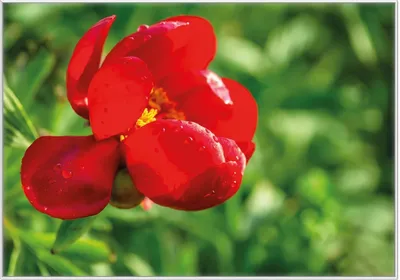 Produktbild von Wallario Wandbild Wilde rote Pfingstrose in Nahaufnahme, Größe: 70,30 x 100,30 cm, Poster mit weißem Kunststoffrahmen