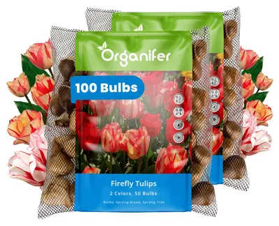 Obrázok produktu pre Tulipánové Cibule - 100 Kvetinových Cibúľ - Svetluška - Spryng Tide & Break Farebný Mix - Organifer