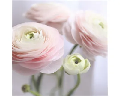 Produktbild von Glasbild Pink Flowers III 50x50 cm