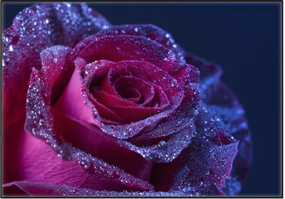 Produktbild von Wallario Wandbild Rote Rosenblüte im Regen, Größe: 70,30 x 100,30 cm, Poster mit schwarzem Aluminiumrahmen