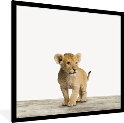 Produktbild von MuchoWow® Gerahmtes Poster Löwe - Junge - Kinder - Jungen - Tiere - Mädchen 40x40 cm - Poster mit Schwarzem Bilderrahmen Wandposter Rahmen Foto Bilder - Mit Rahmen - Wanddekoration Schlafzimmer
