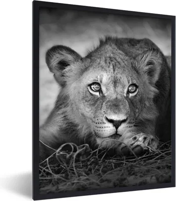 Produktbild von MuchoWow® Gerahmtes Poster Wildtiere - Löwe - Natur - Schwarz - Weiß 30x40 cm - Poster mit Schwarzem Bilderrahmen Wandposter Rahmen Foto Bilder - Wanddeko - Kunstdrucke