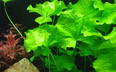 Produktbild von Aquarium Pflanze Nymphoides hydrophylla Taiwan AquaOne Nr.041B Wasserpflanzen