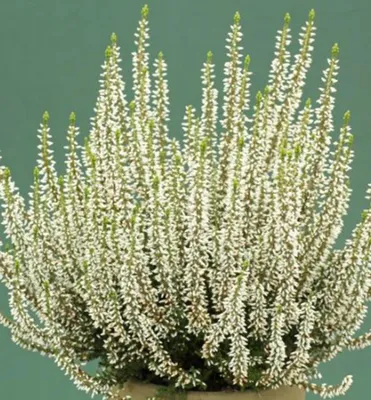 Produktbild von Besenheide ´MARY LU´ Cont. 0,5 l
