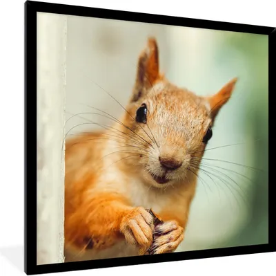 Produktbild von MuchoWow® Gerahmtes Poster Eichhörnchen - Lustig - Nuss - Kinder - Jungen - Mädchen - Kind 40x40 cm - Poster mit Schwarzem Bilderrahmen Wandposter Rahmen Foto Bilder - Mit Rahmen - Wanddekoration Schlafzimmer