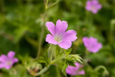 Produktbild von Geranium x oxonianum 'Rose Clair', Storchschnabel, rosa, ca. 9x9 cm Topf