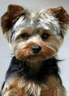Produktbild von Diamond Painting Vollbild 50x70cm mit runden Steinen